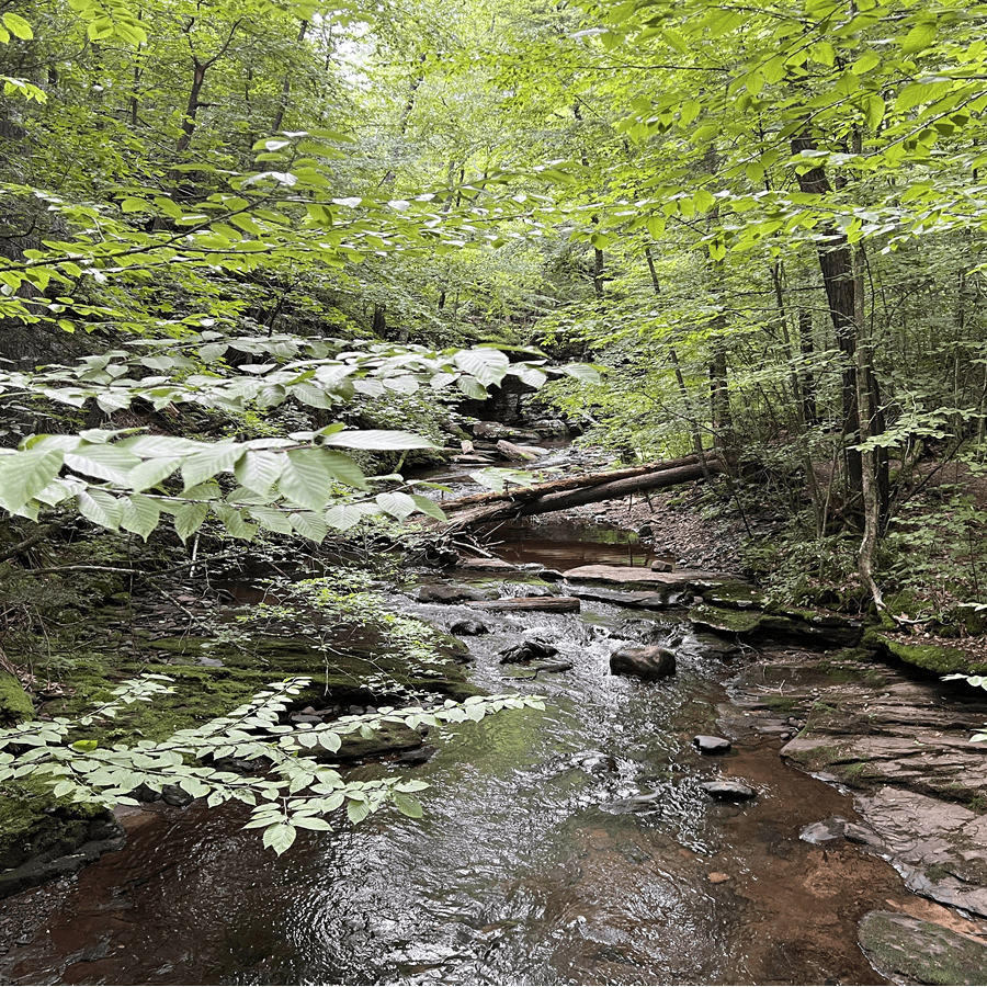 A shallow creek meanders through a thickly wooded area.